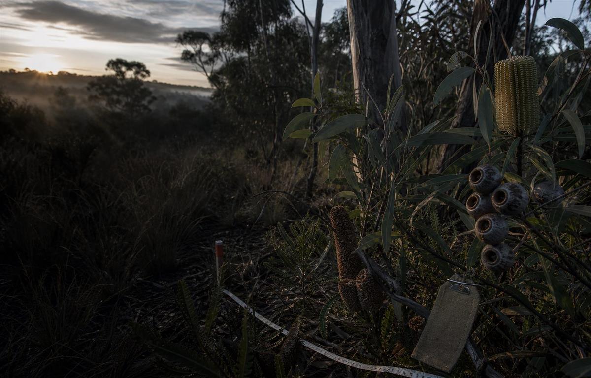 Open eucalypt woodland of the kind collected from in southern Australia