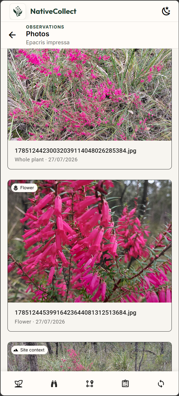 NativeFlow photo evidence for Epacris impressa showing whole-plant, flower and site-context photographs.